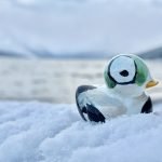 IMG_9939-0.jpeg